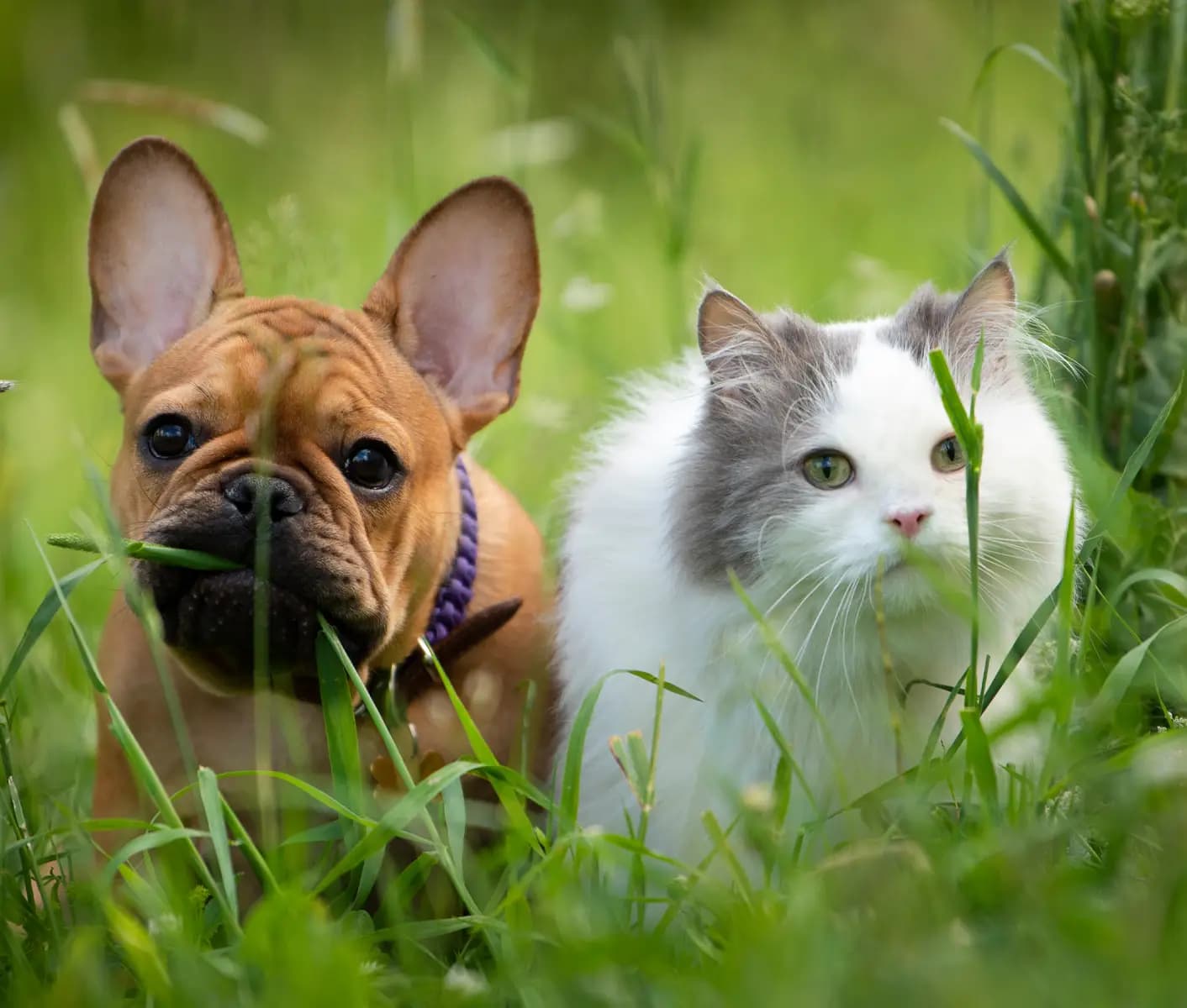 dog and cat