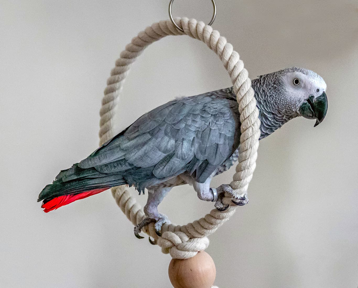 african grey parrot
