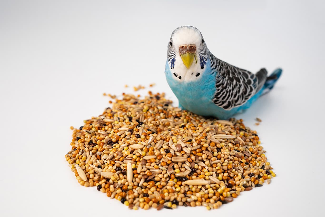 Blue wavy parrot eats bird food on a white background.
