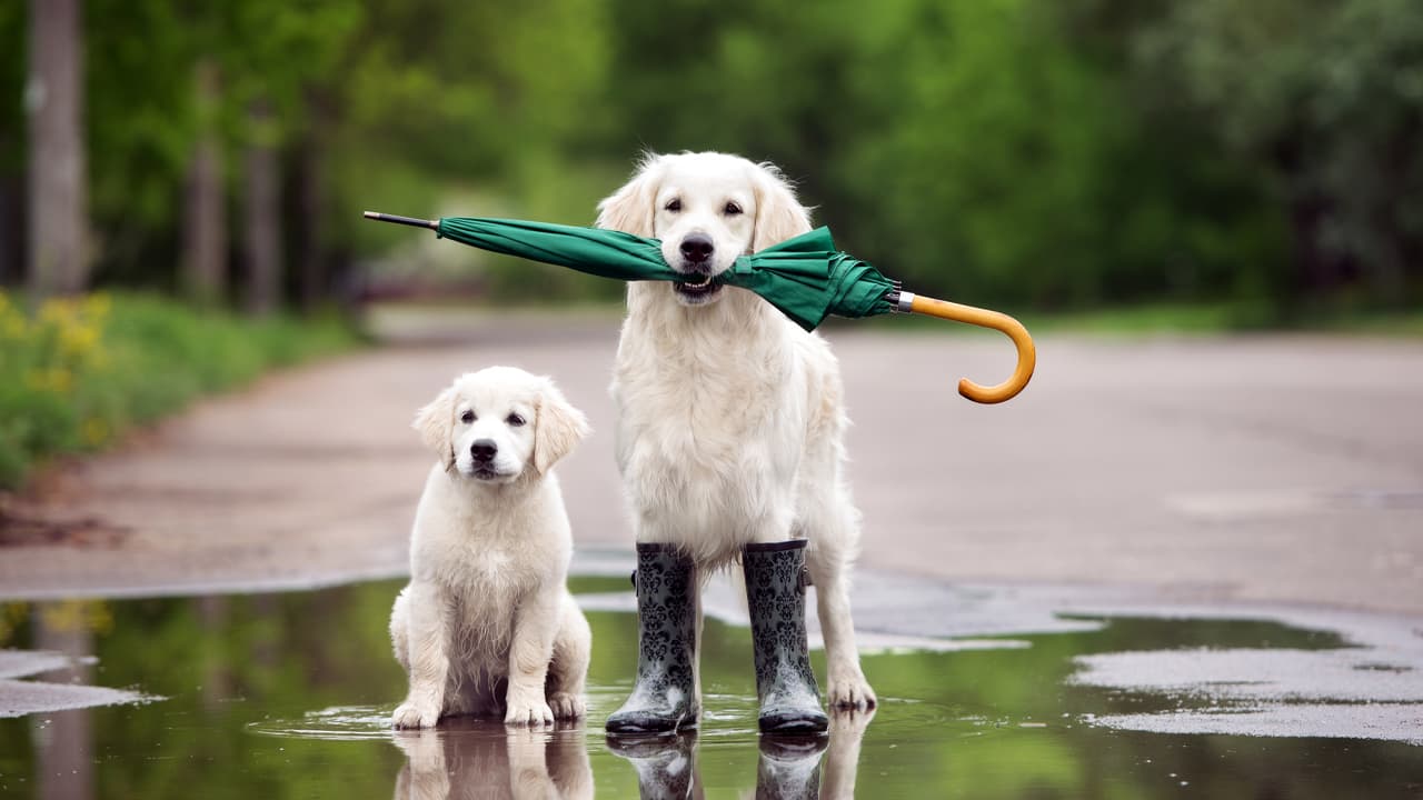 two dogs in a puddle