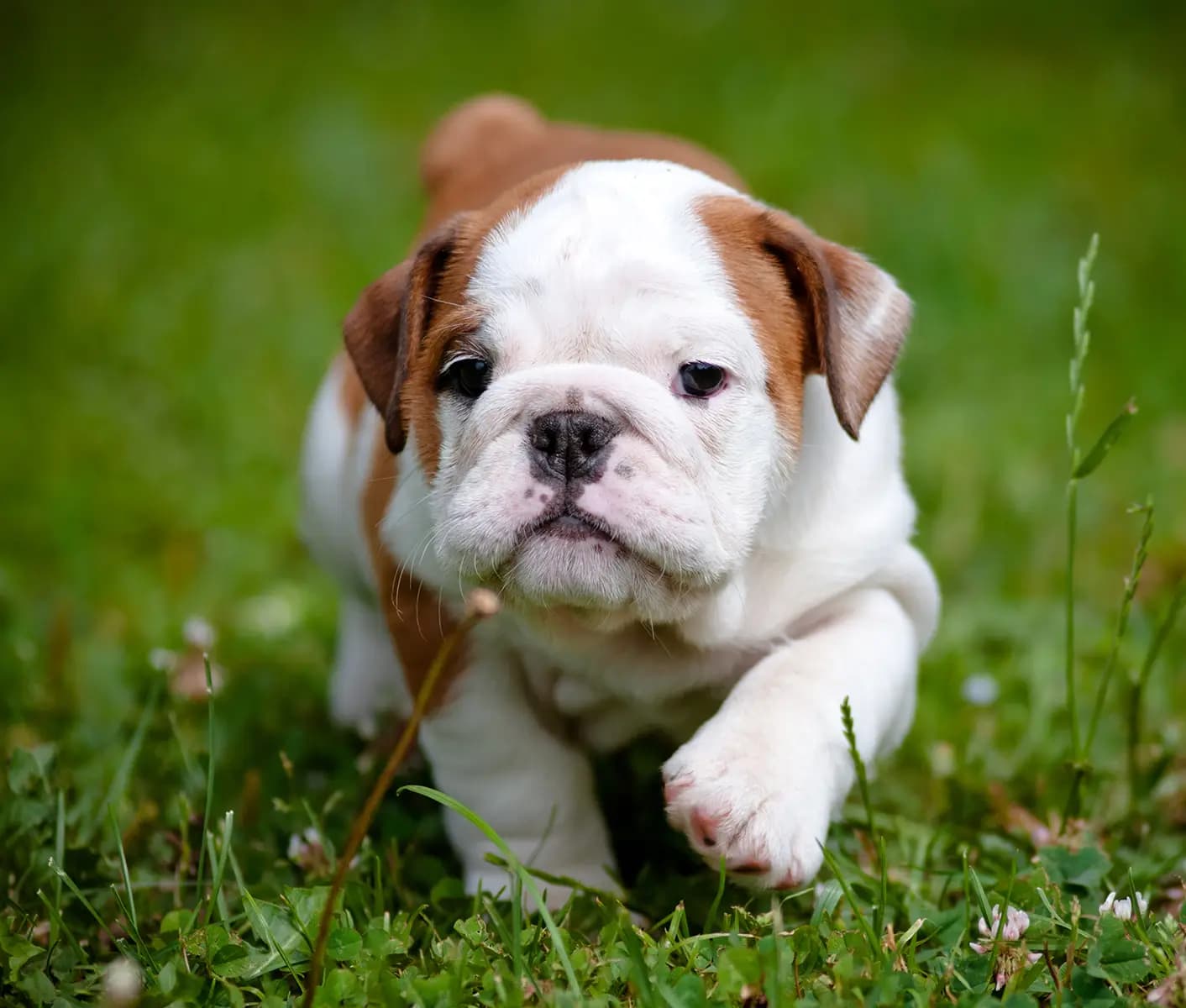 puppy in grass