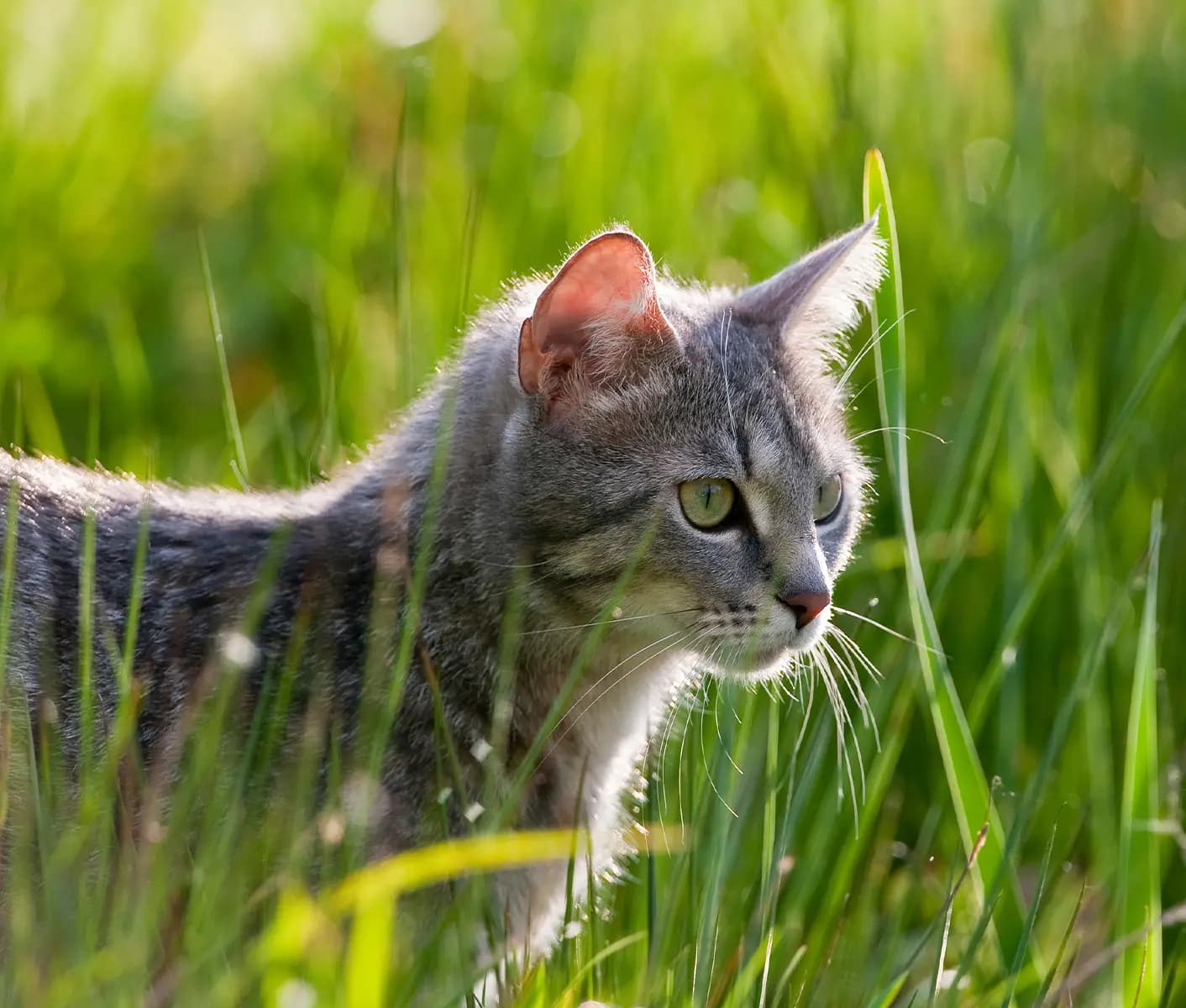 cat in grass