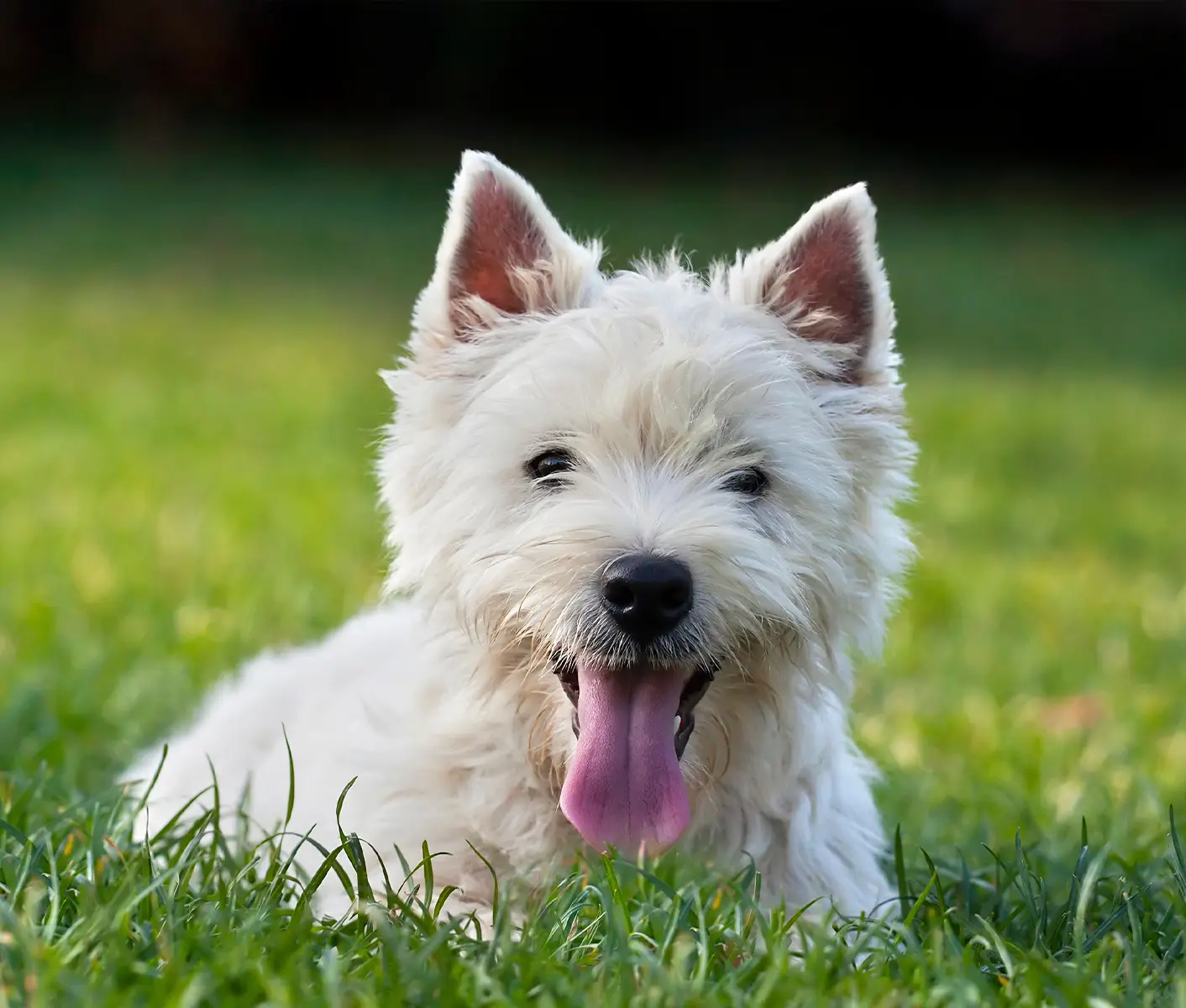 white dog in grass