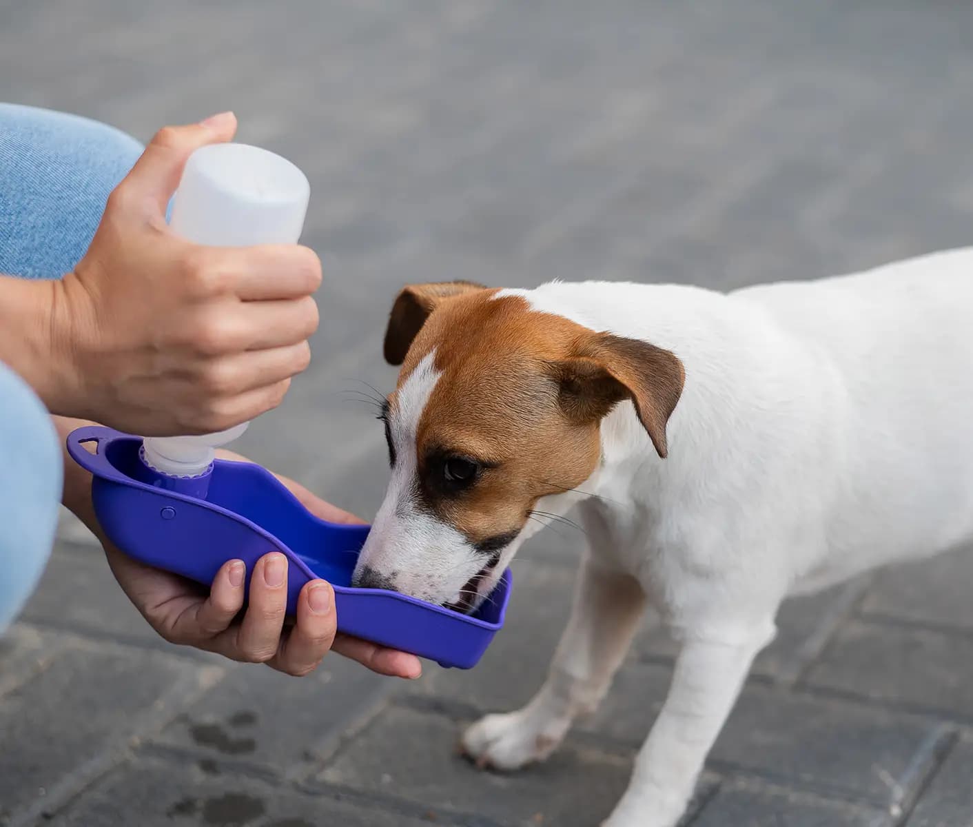 dog drinking water