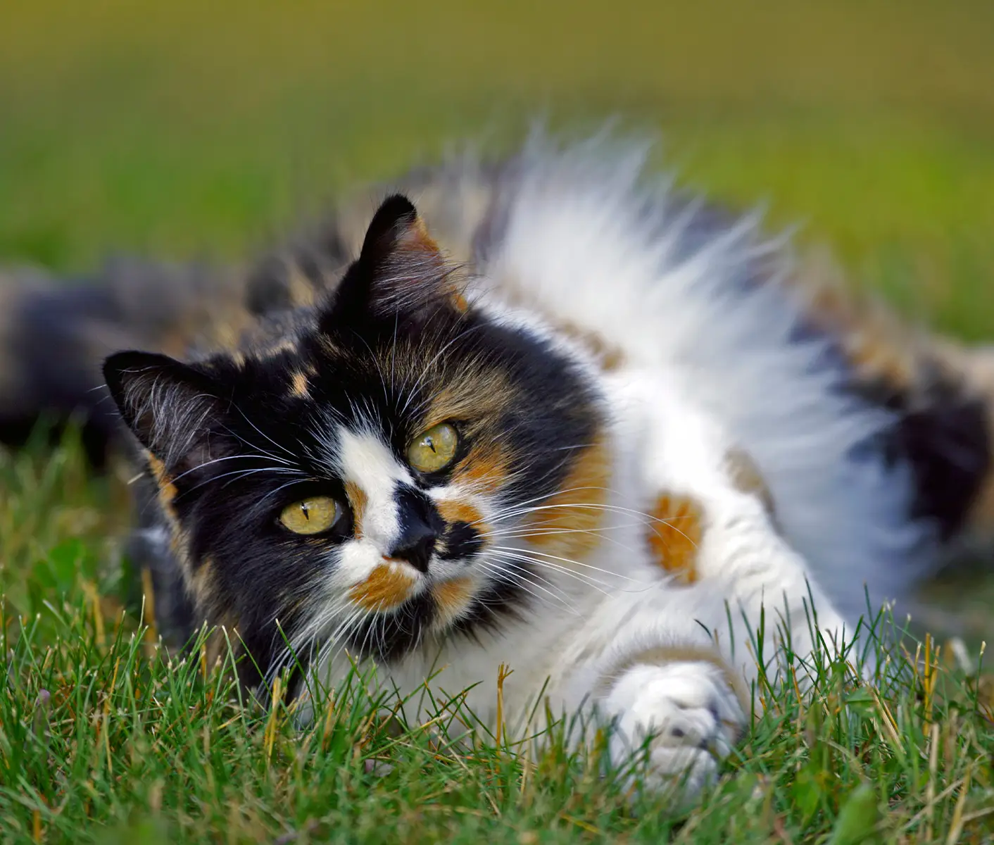 cat in grass