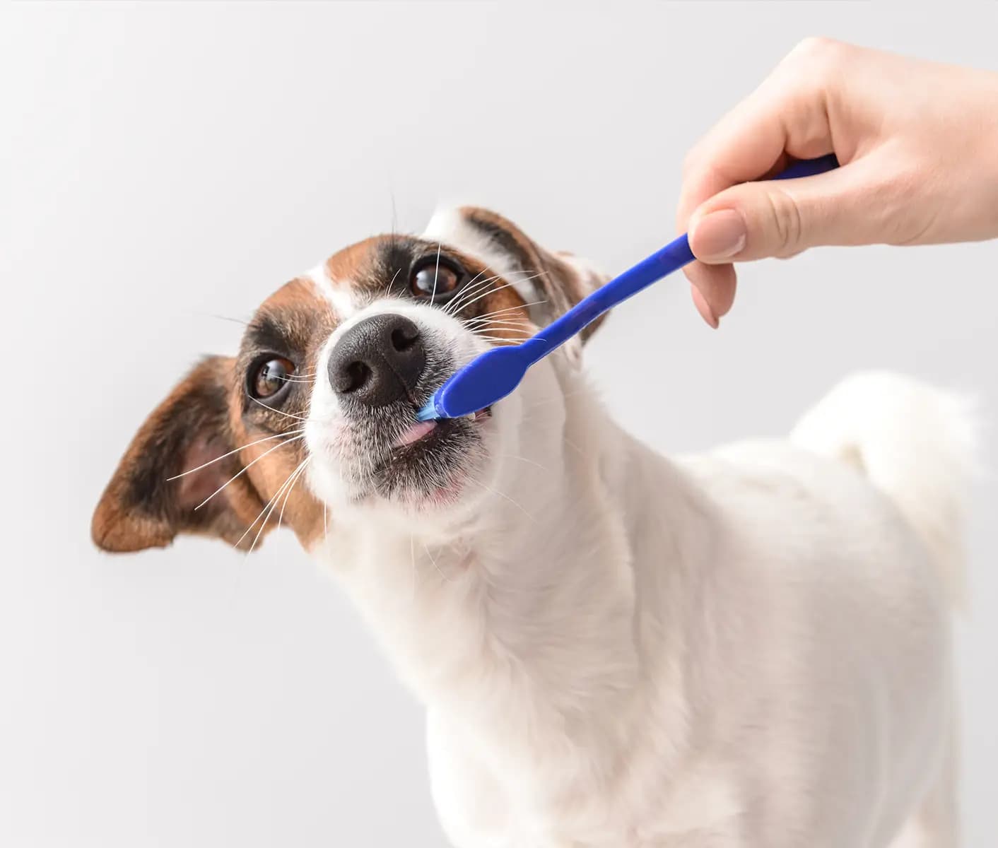 dog brushing teeth