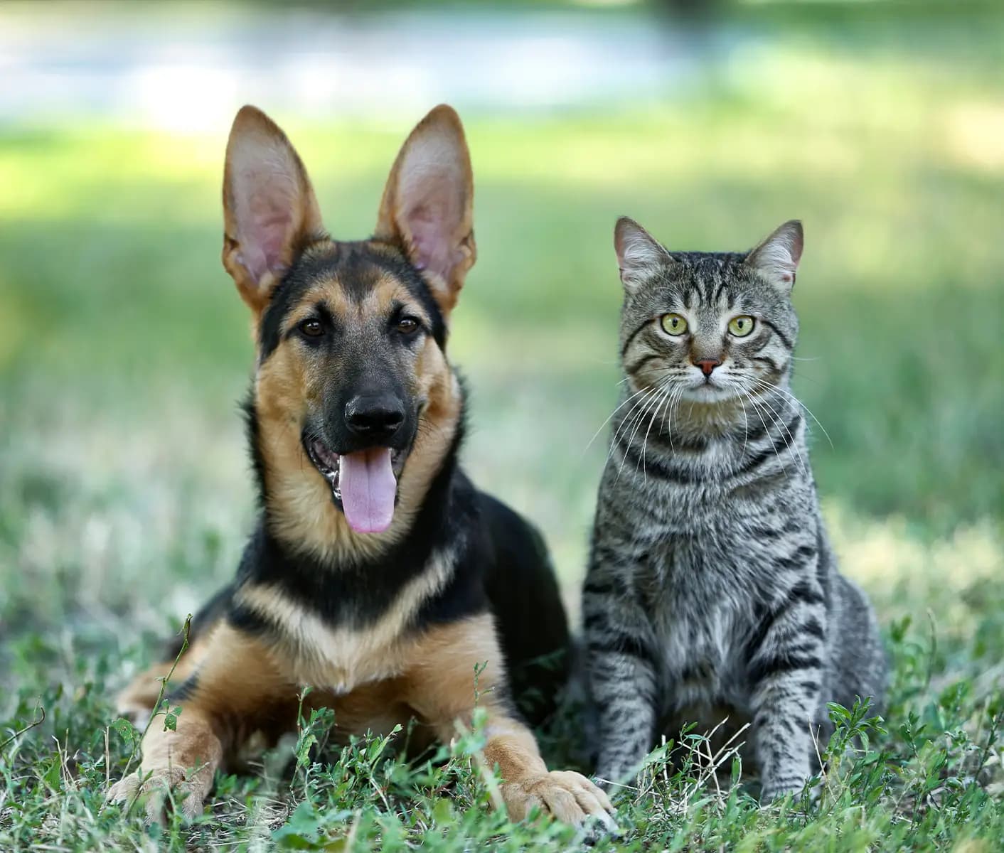 dog and cat