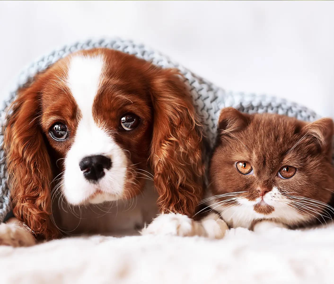 dog and cat under a blanket