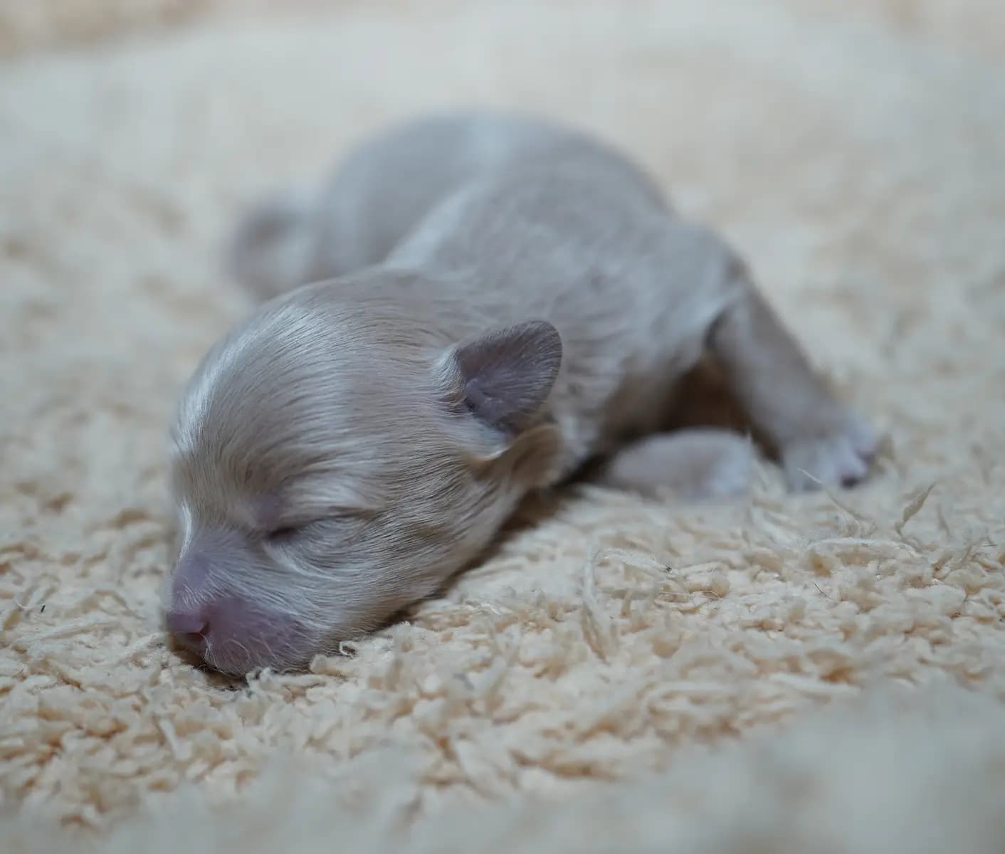 newborn puppy