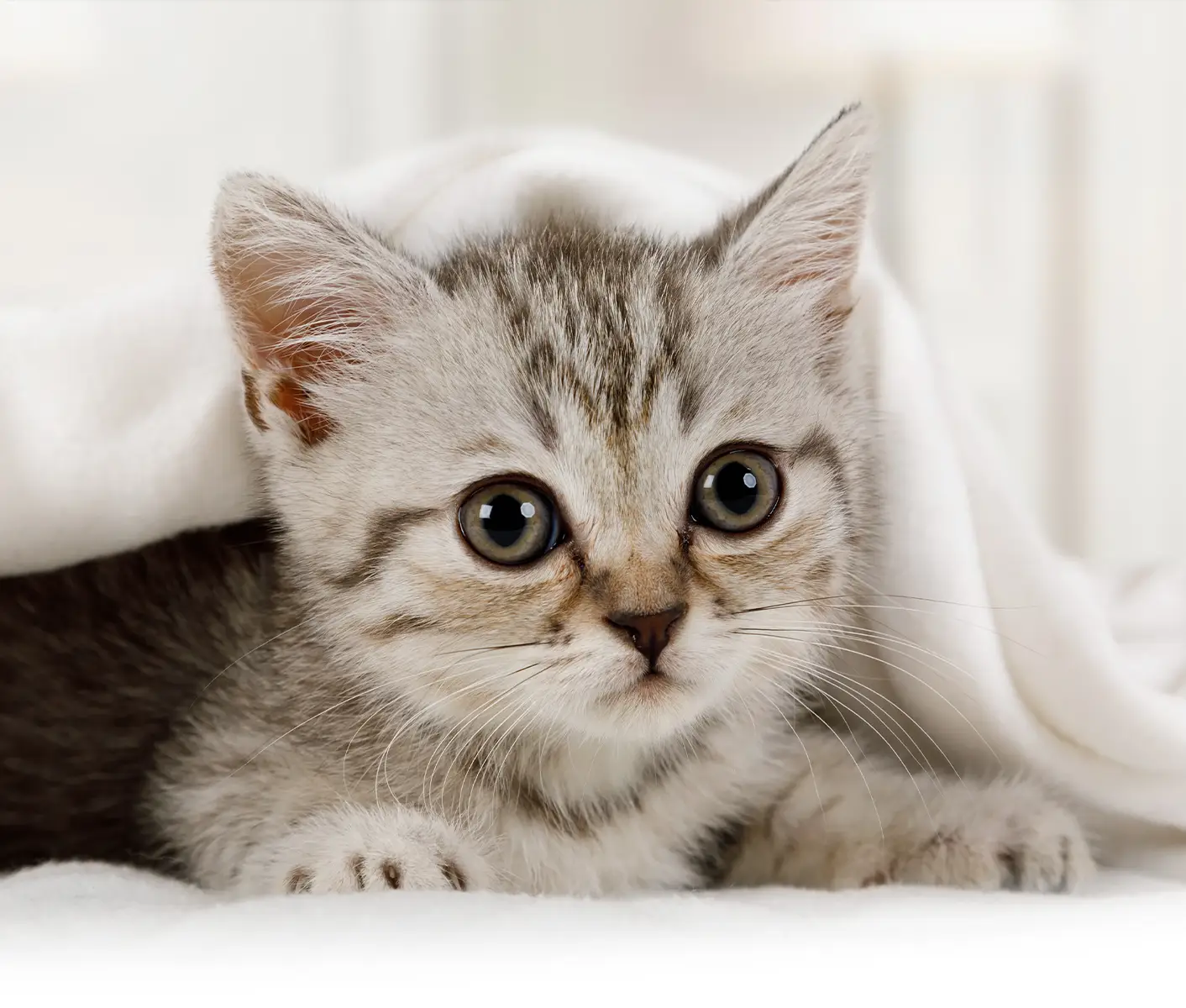 kitten under a blanket