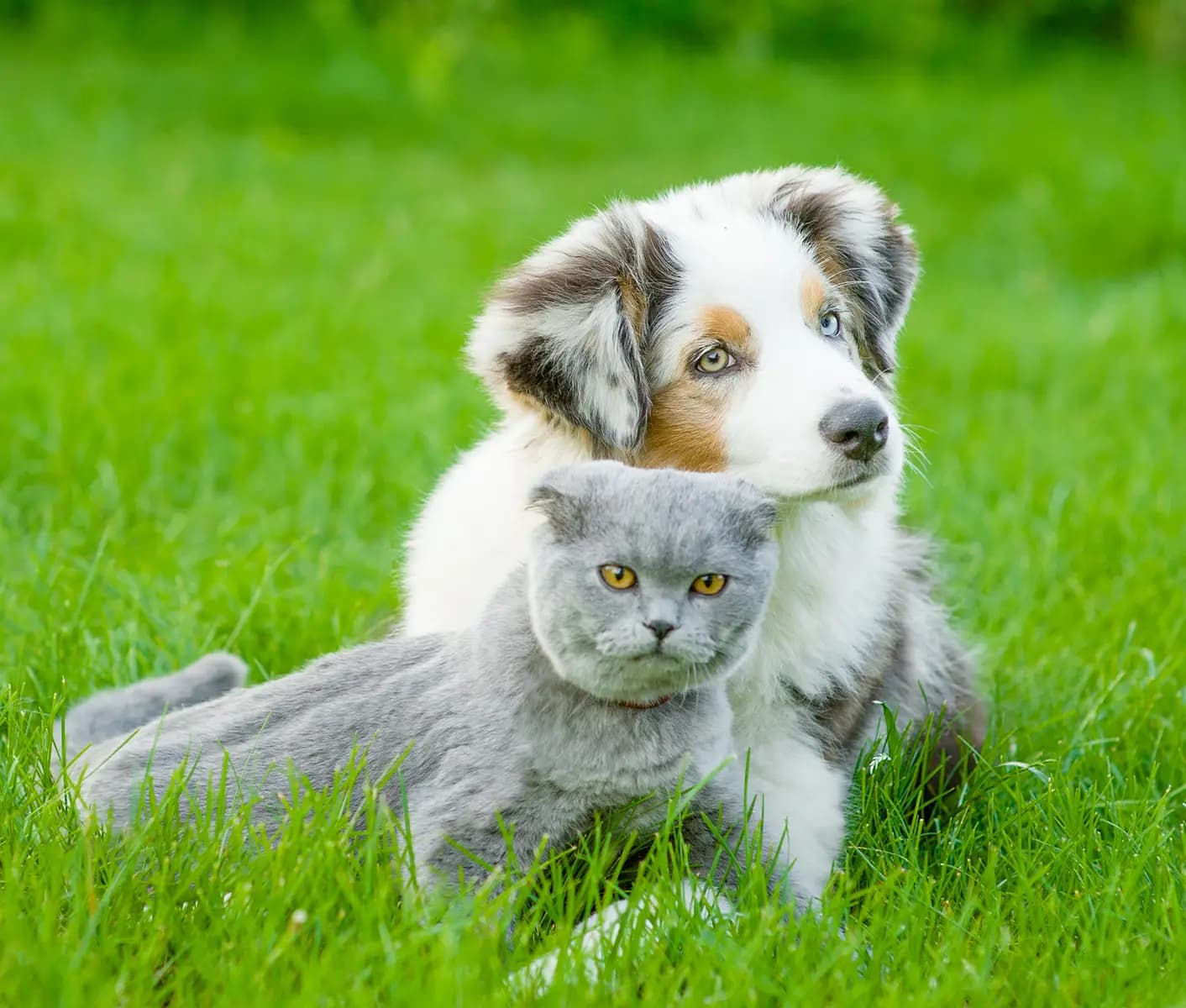 dog and cat in grass