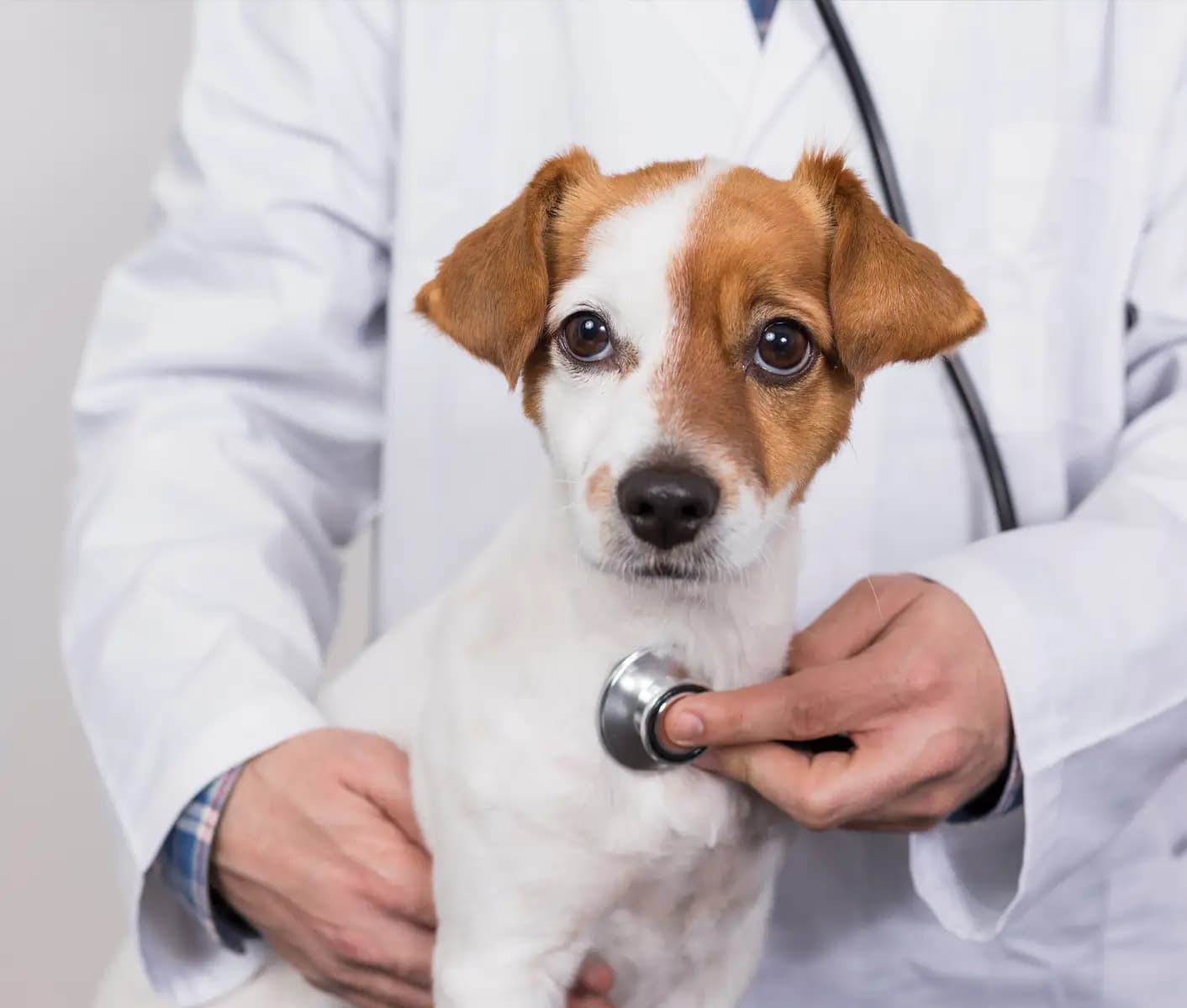puppy at vet