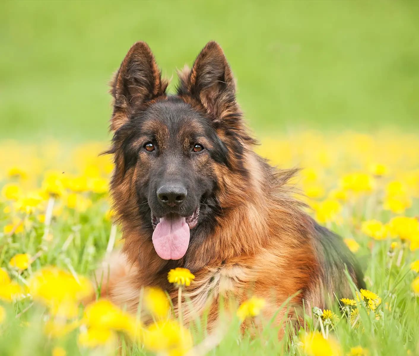 dog in grass