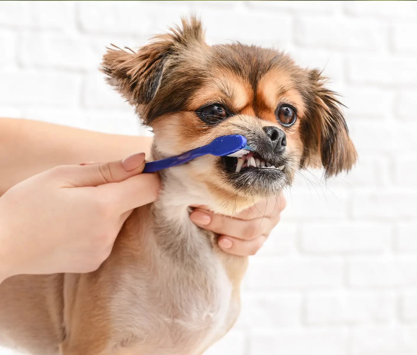 dog brushing teeth