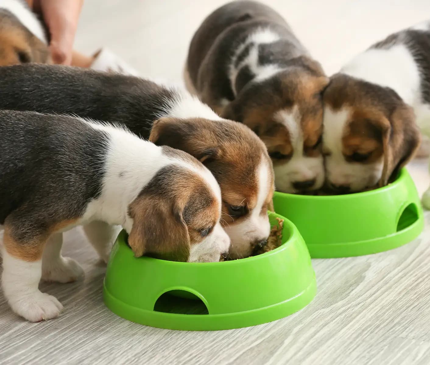 puppies eating