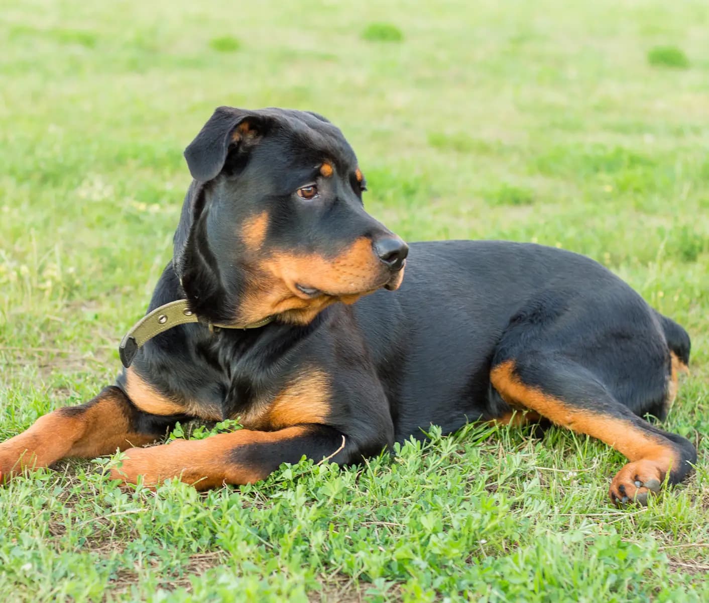 dog on grass