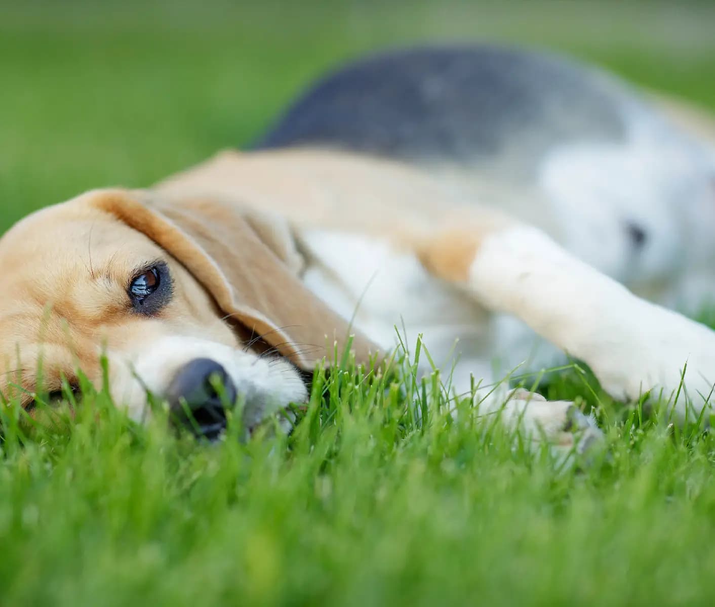 pregnant dog in grass