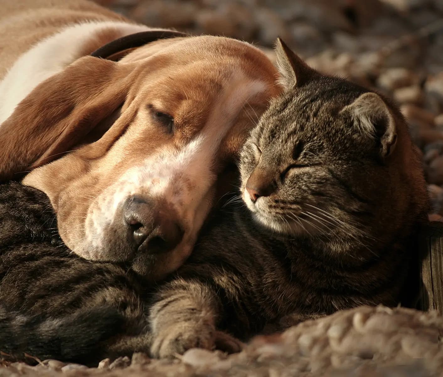 dog and cat sleeping