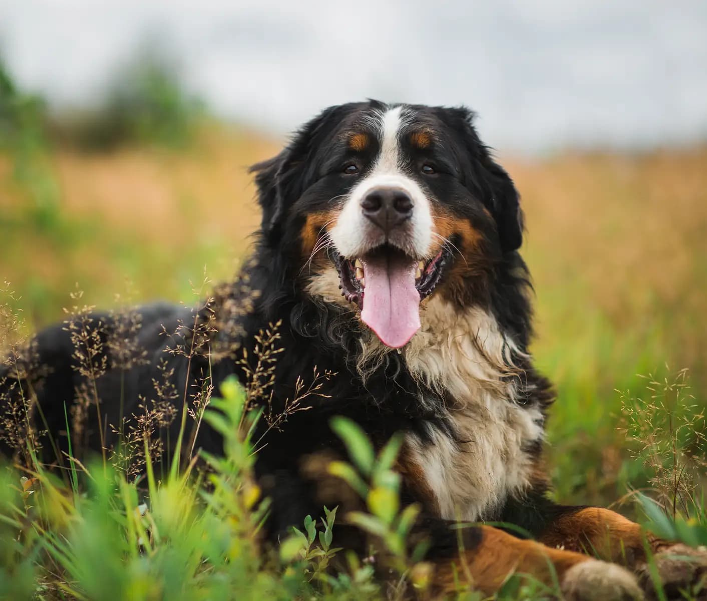 dog in grass