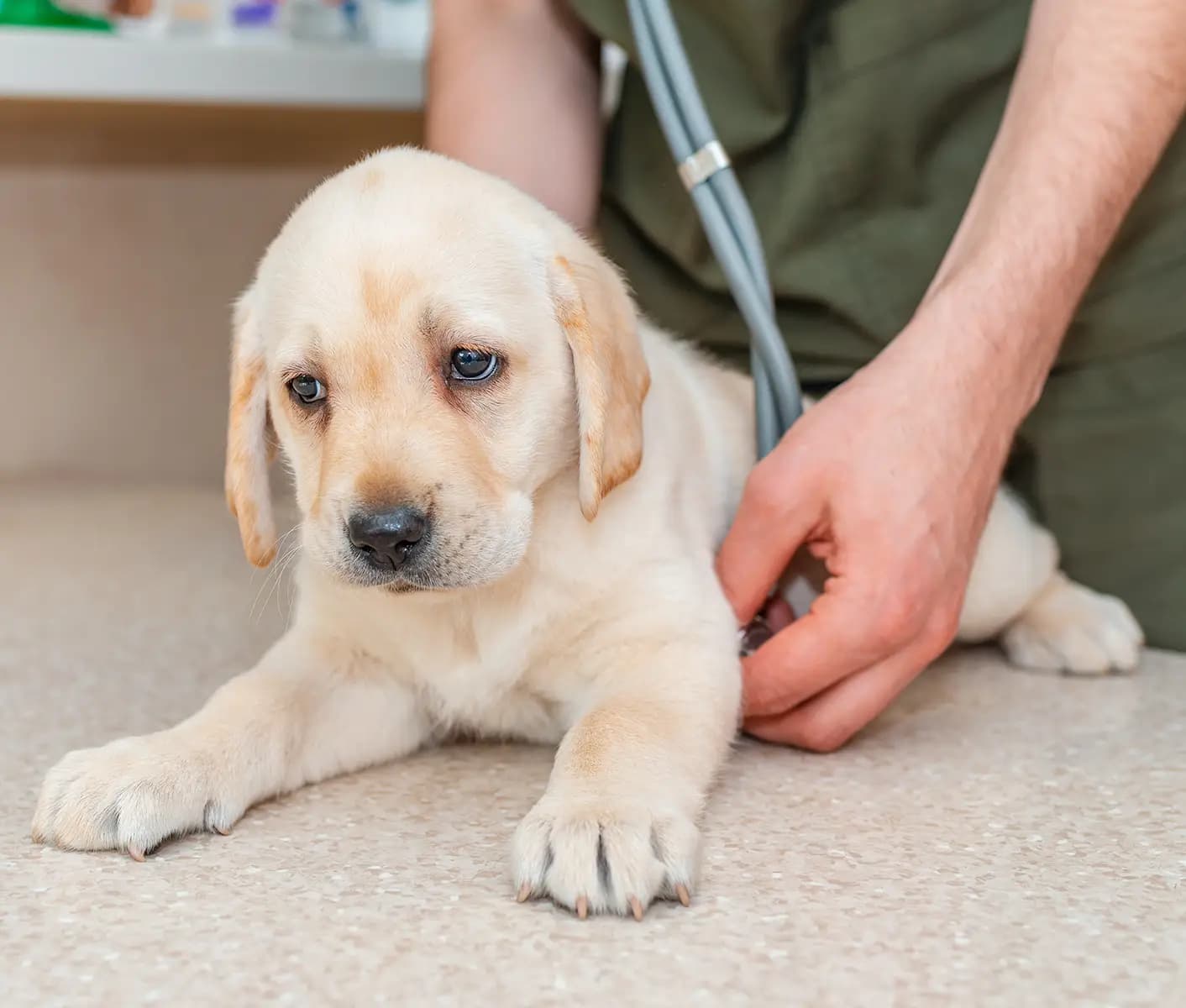 puppy at vet