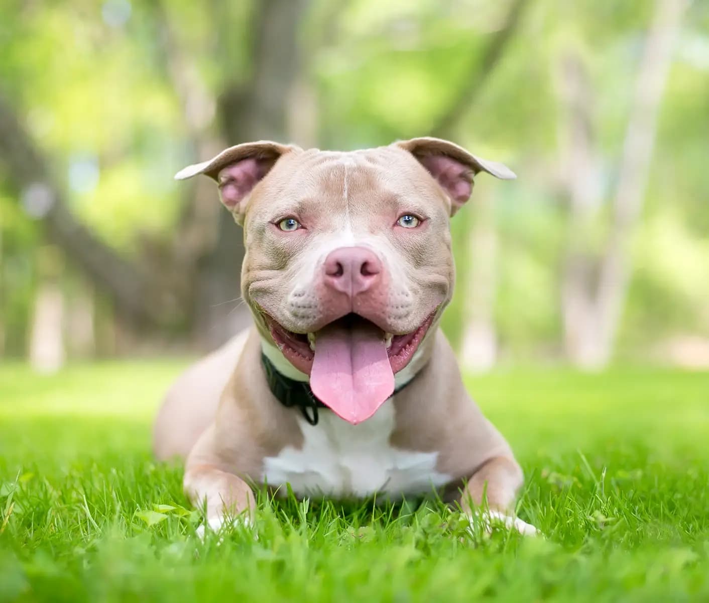 dog in grass