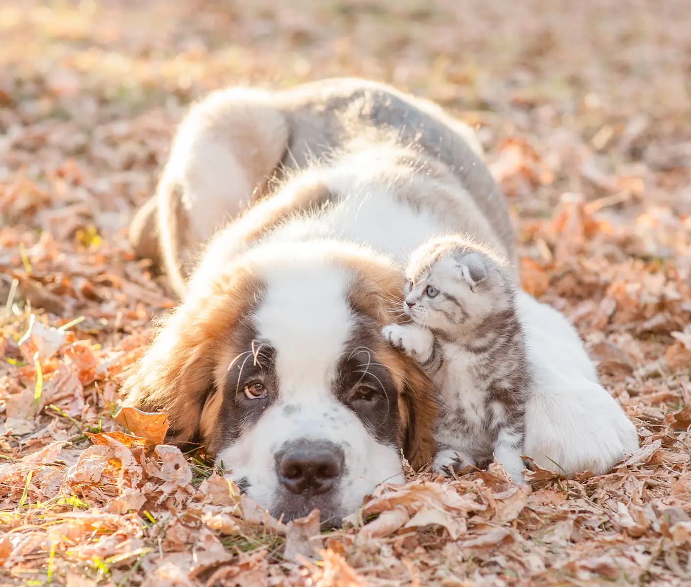 dog and cat on ground