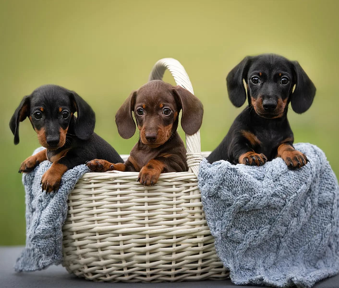 three puppies