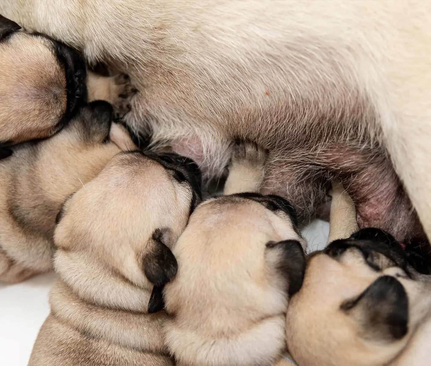 nursing puppies