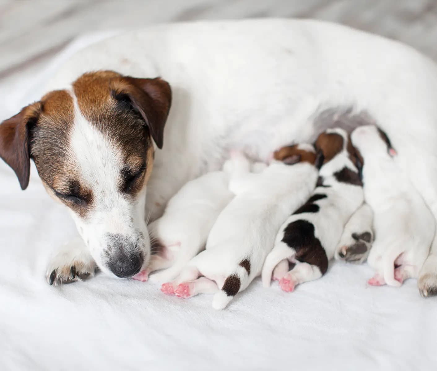 dog nursing puppies