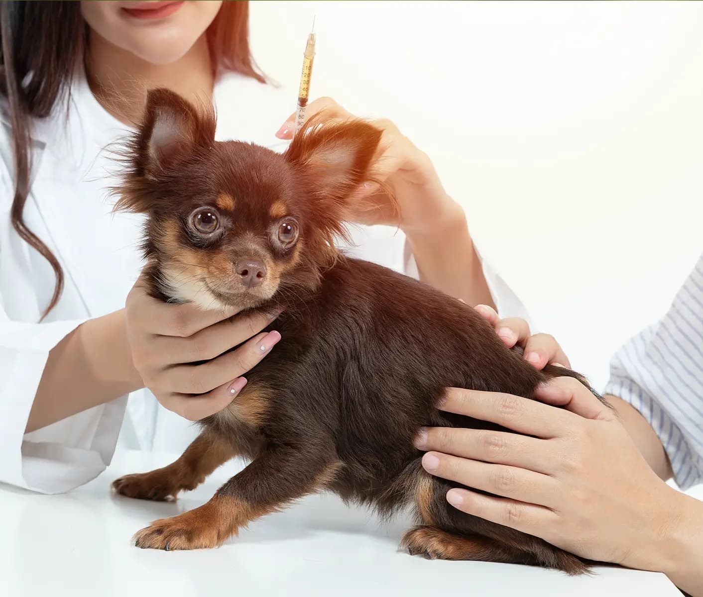 dog getting vaccination