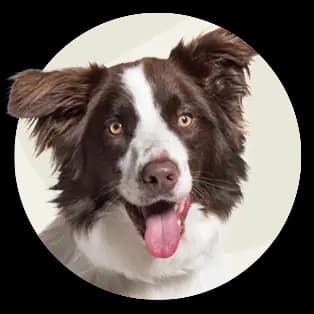 Brown and white dog with its tongue hanging out is looking at the camera