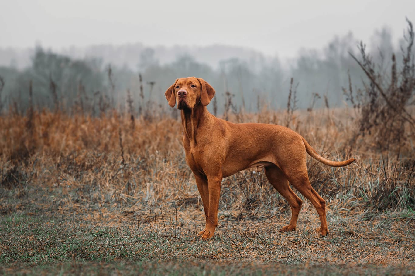 HUNTING hungarian vizsla DOG in the field on the hunt