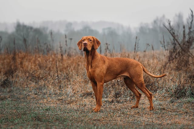 HUNTING hungarian vizsla DOG in the field on the hunt