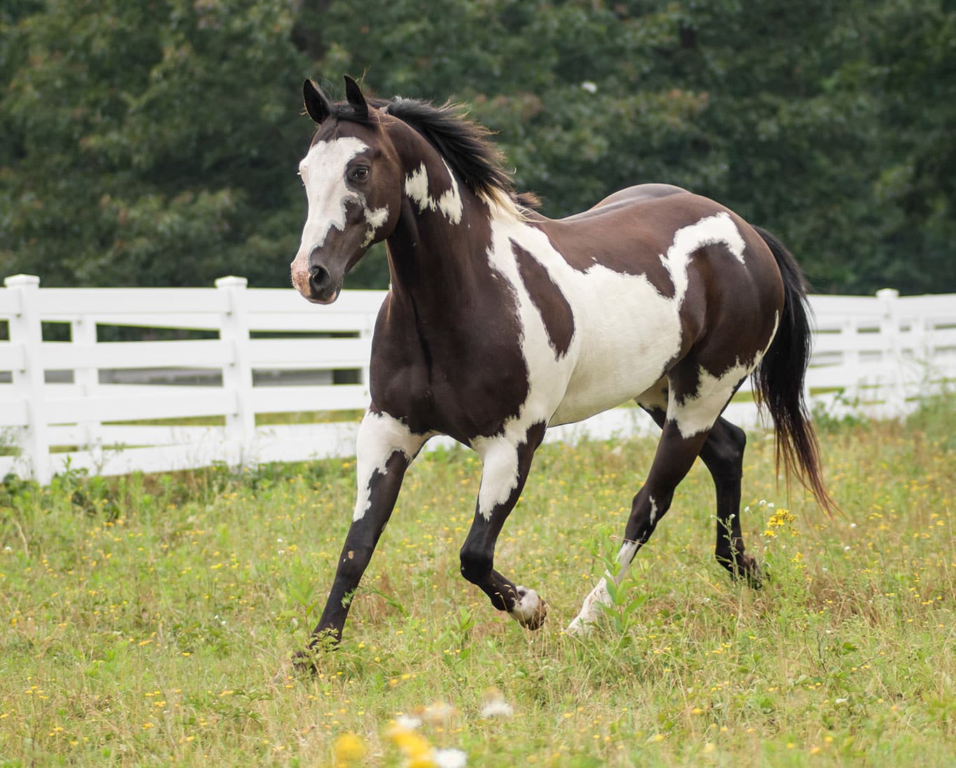 American Paint Quarterhorse gelding